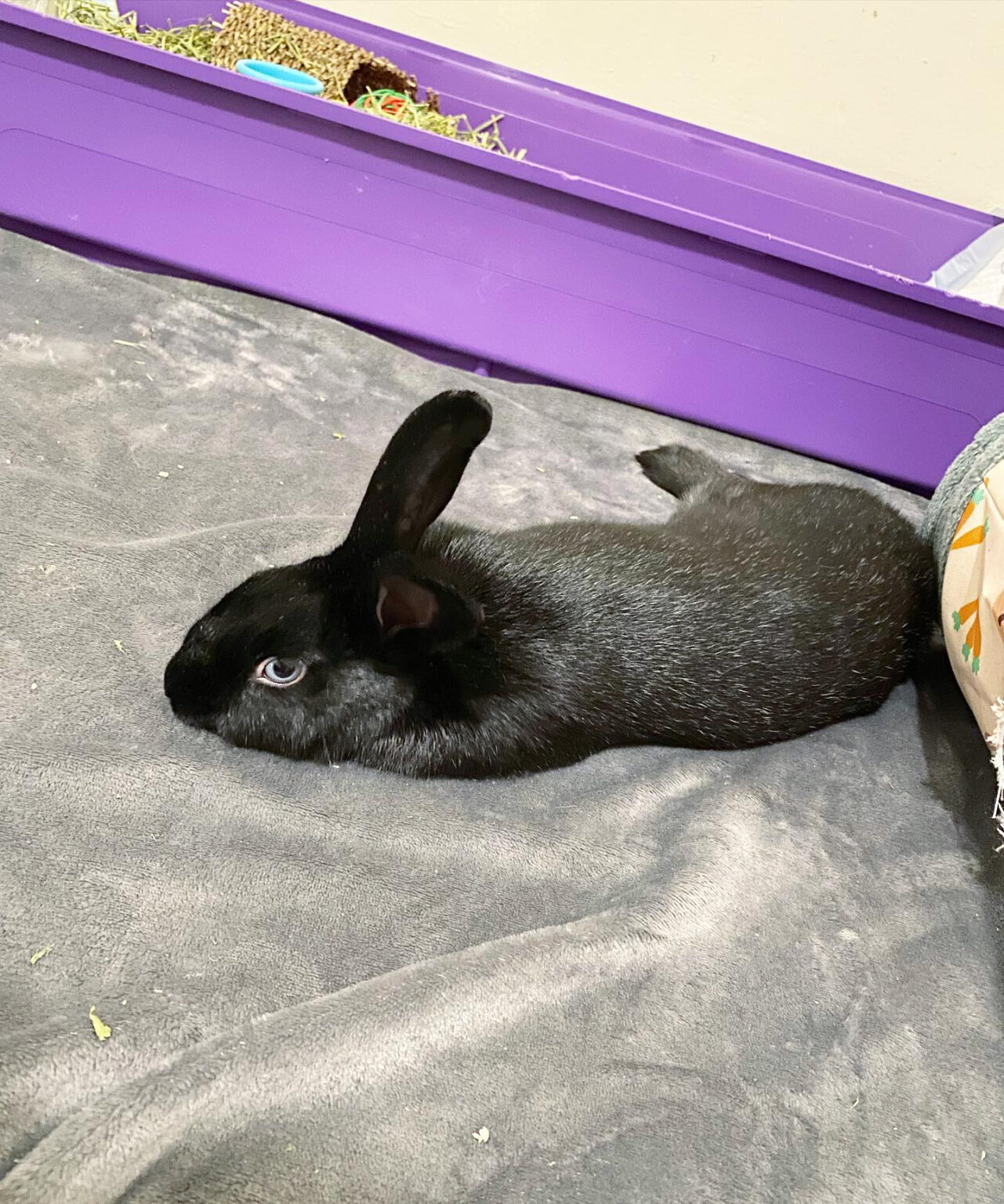 Daily Inspiration: Meet Luna Bunny - Voyage South Carolina Magazine