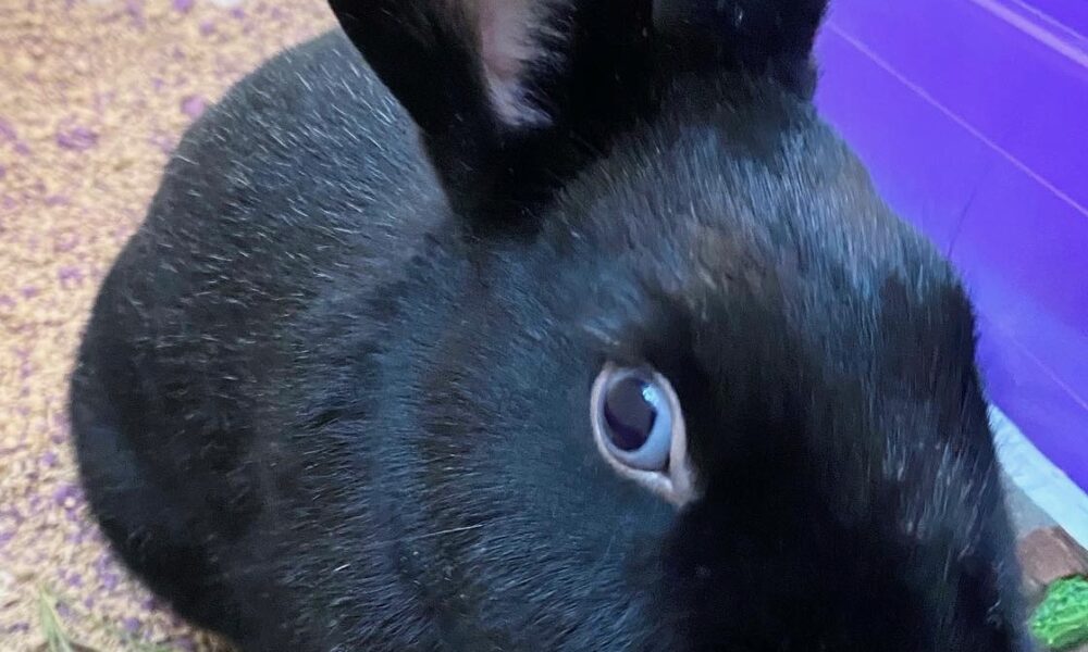 Daily Inspiration: Meet Luna Bunny – Voyage South Carolina Magazine