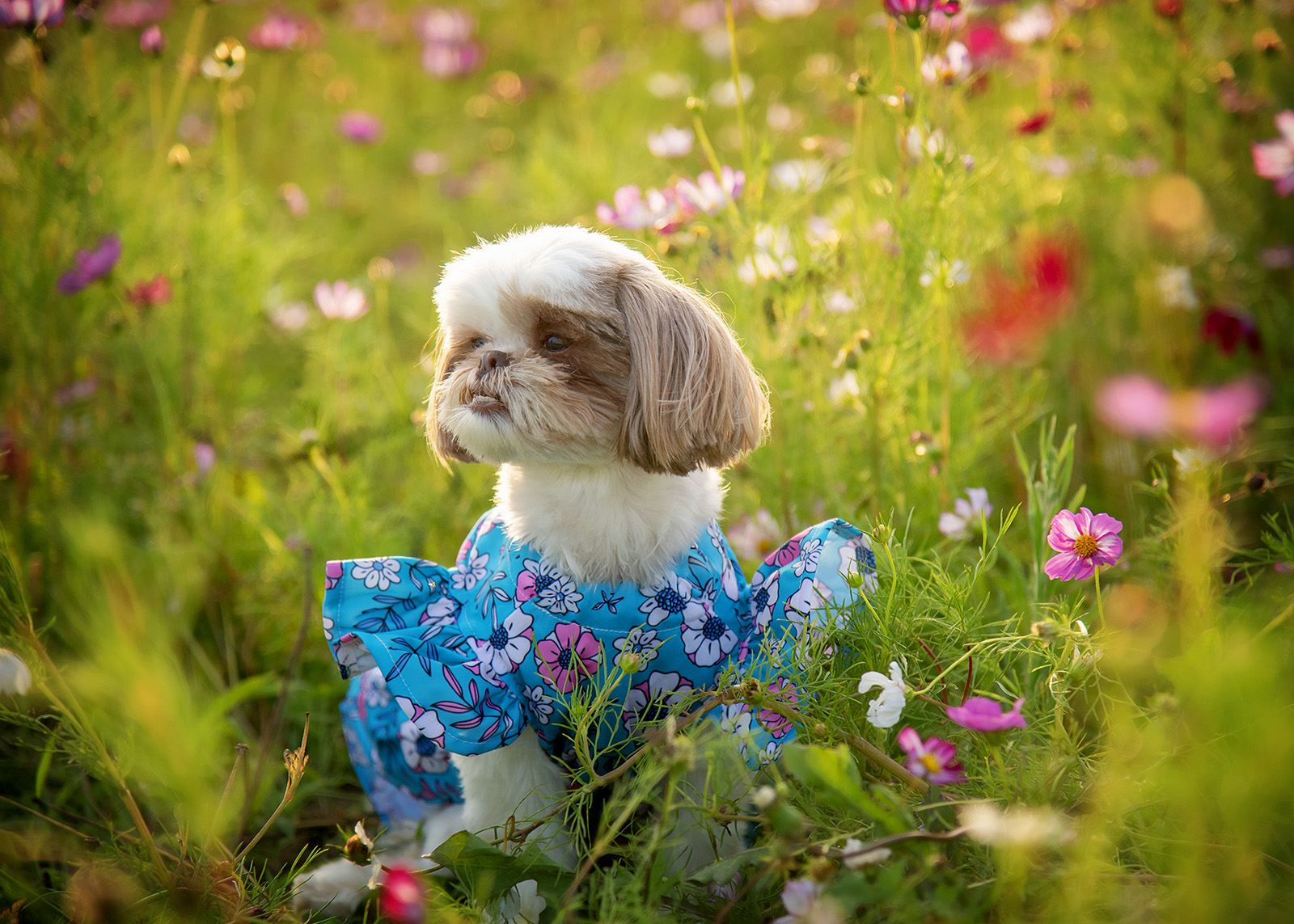 Small dog wearing a blue floral dress sitting in a colorful flower field.