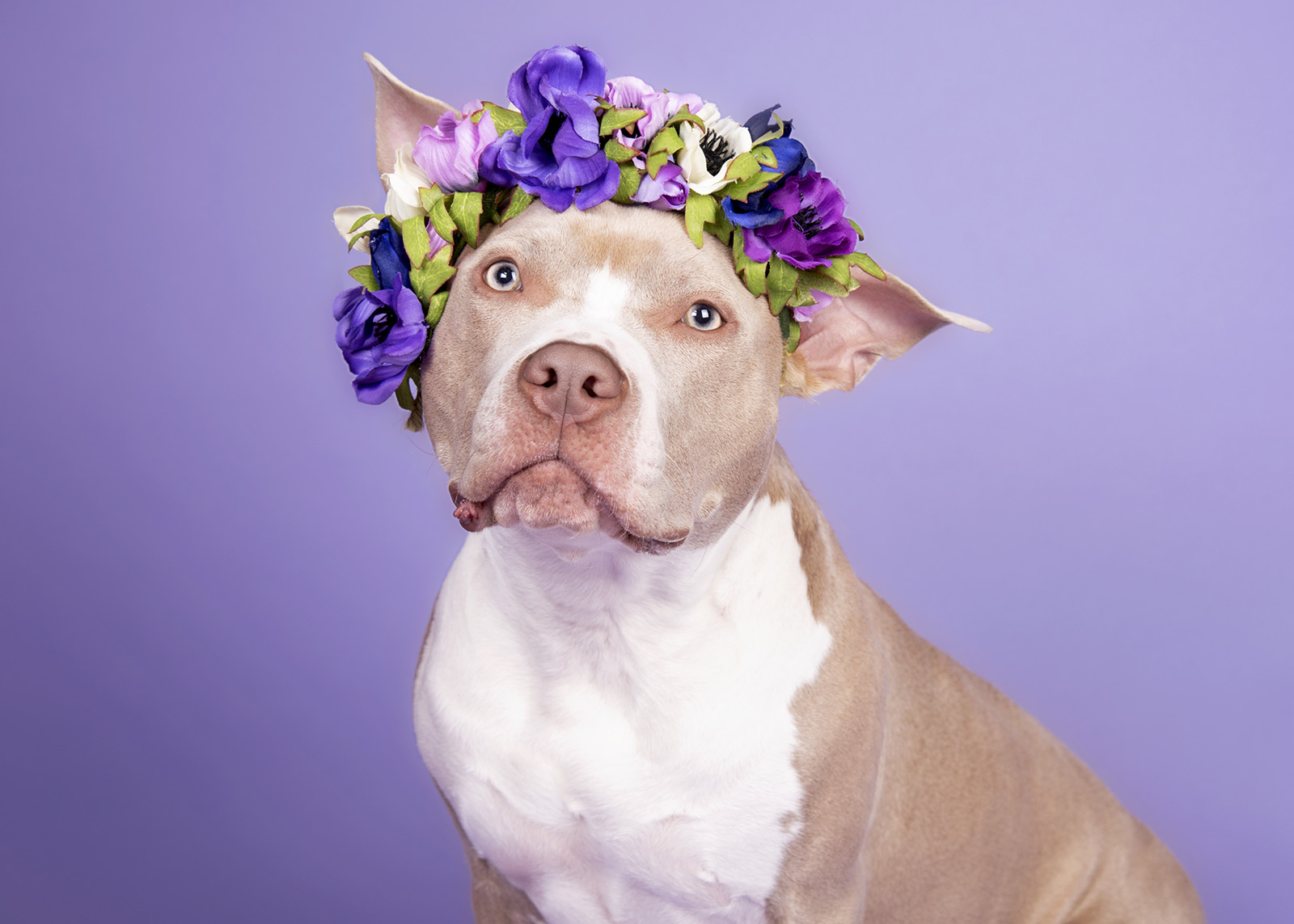 Dog wearing a flower crown with purple, white, and yellow flowers against a purple background.
