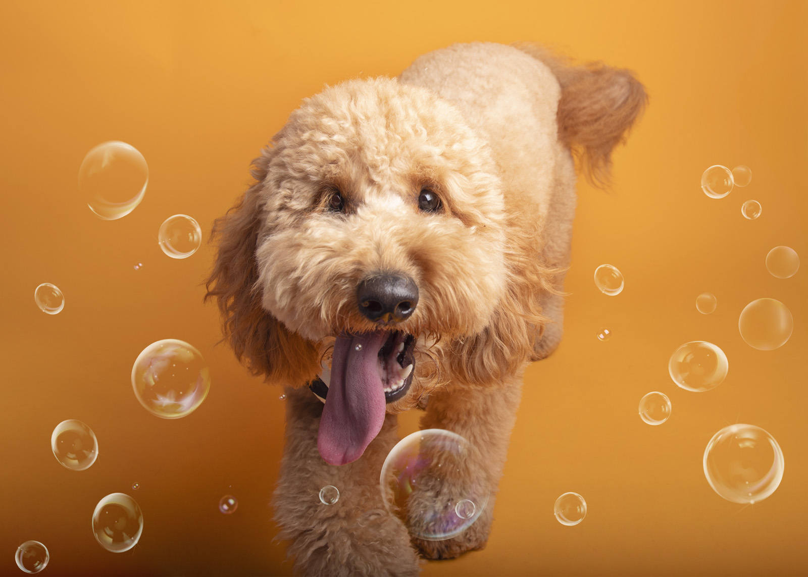 Cute curly-haired dog with tongue out surrounded by bubbles on orange background.