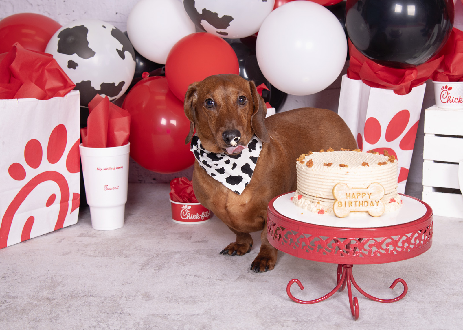 Dog with birthday cake surrounded by balloons and Chick-fil-A themed decorations.