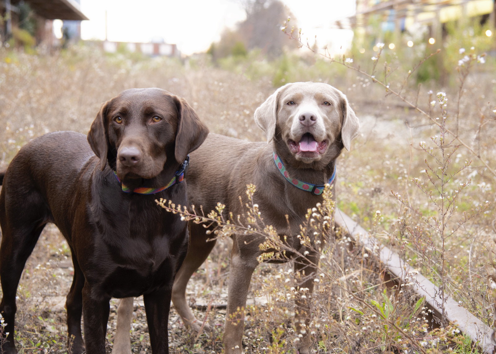 Two dogs standing outdoors in a grassy area with plants and a fence in the background.