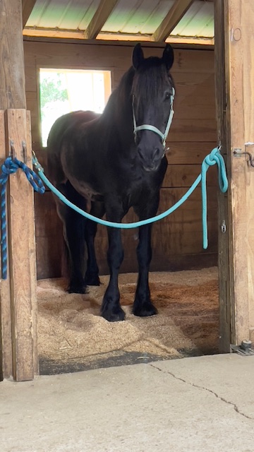 Black horse with a white halter stands inside a stable, tied with blue ropes to wooden posts.