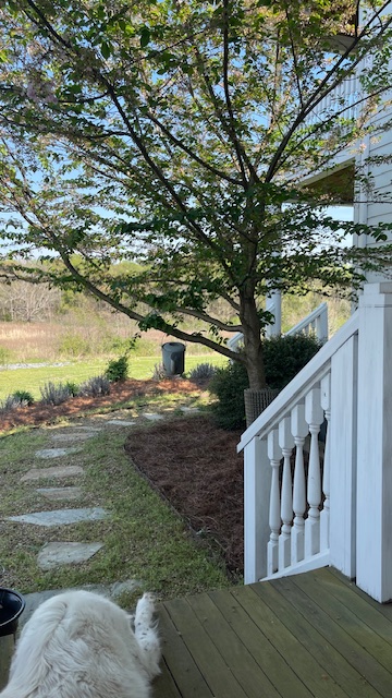 View of a tree with green leaves, a garden path, and a white railing from a porch.