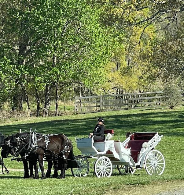 Person sitting in a white horse-drawn carriage on grass with trees and a wooden fence in background.