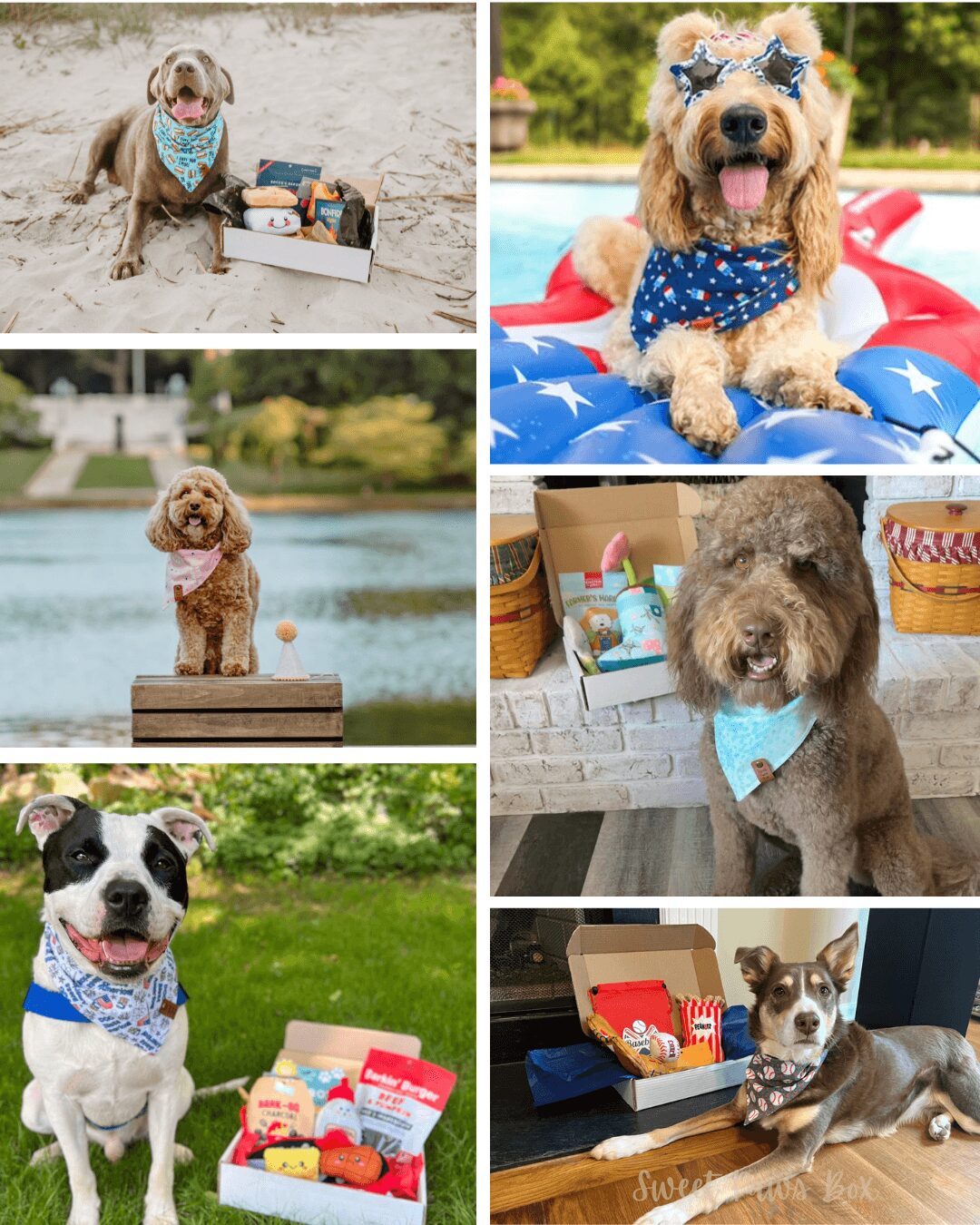Six dogs in various outdoor settings, some with accessories, playing with toys and relaxing near water or on grass.