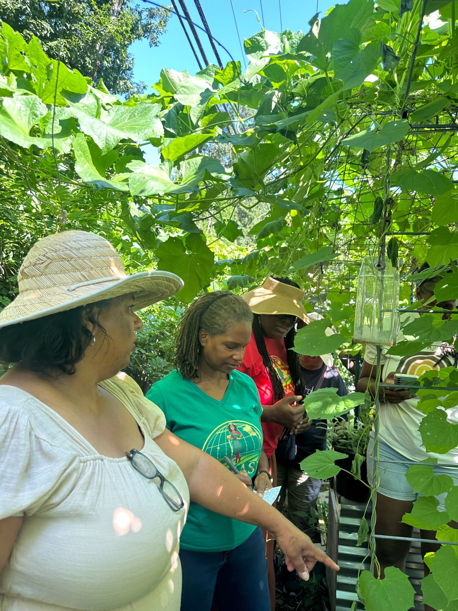 Three women in hats and casual clothing stand among green leafy plants outdoors, with sunlight and trees in background.