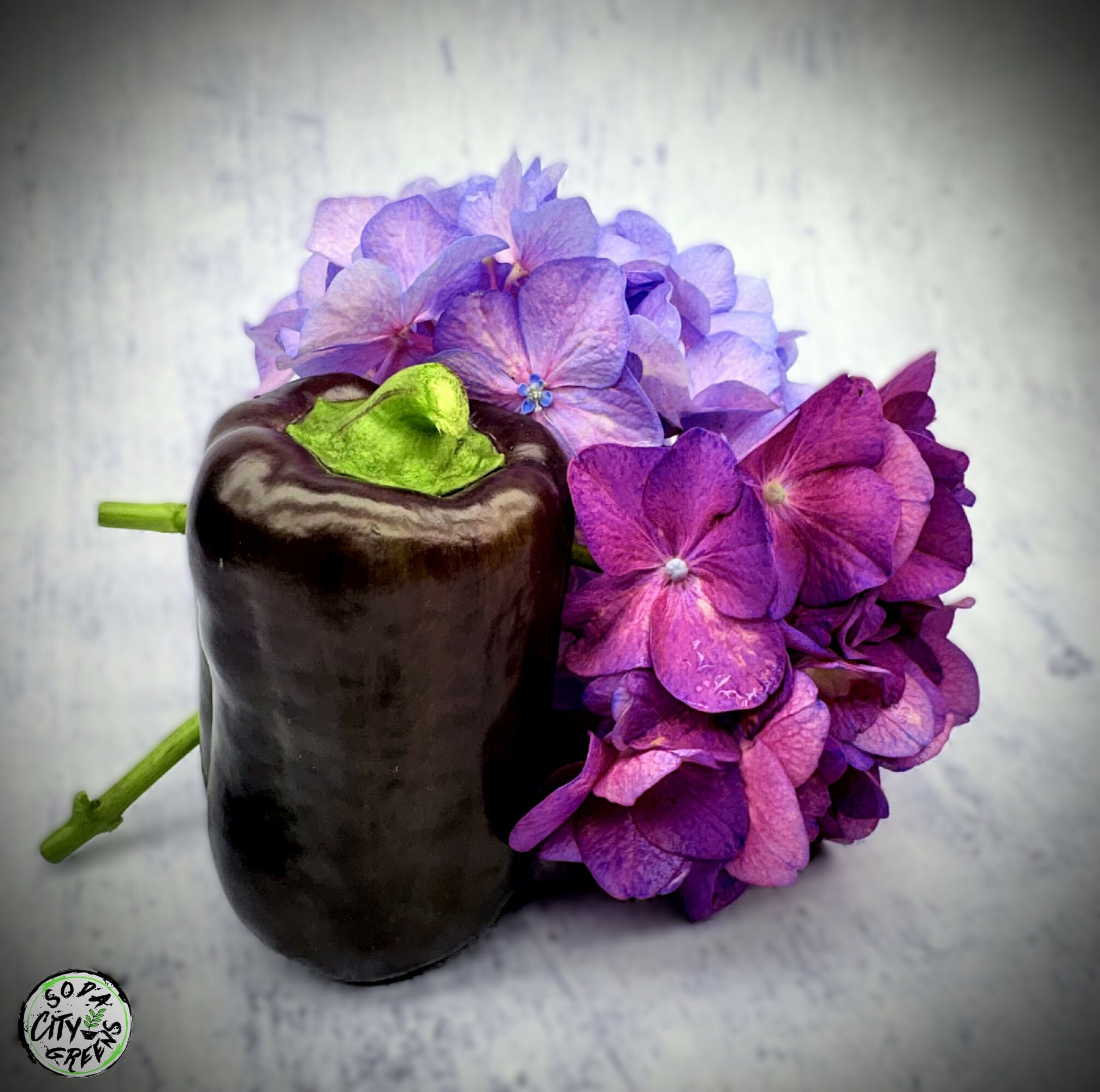 A dark-colored bell pepper with purple and green hydrangea flowers attached, against a light background.