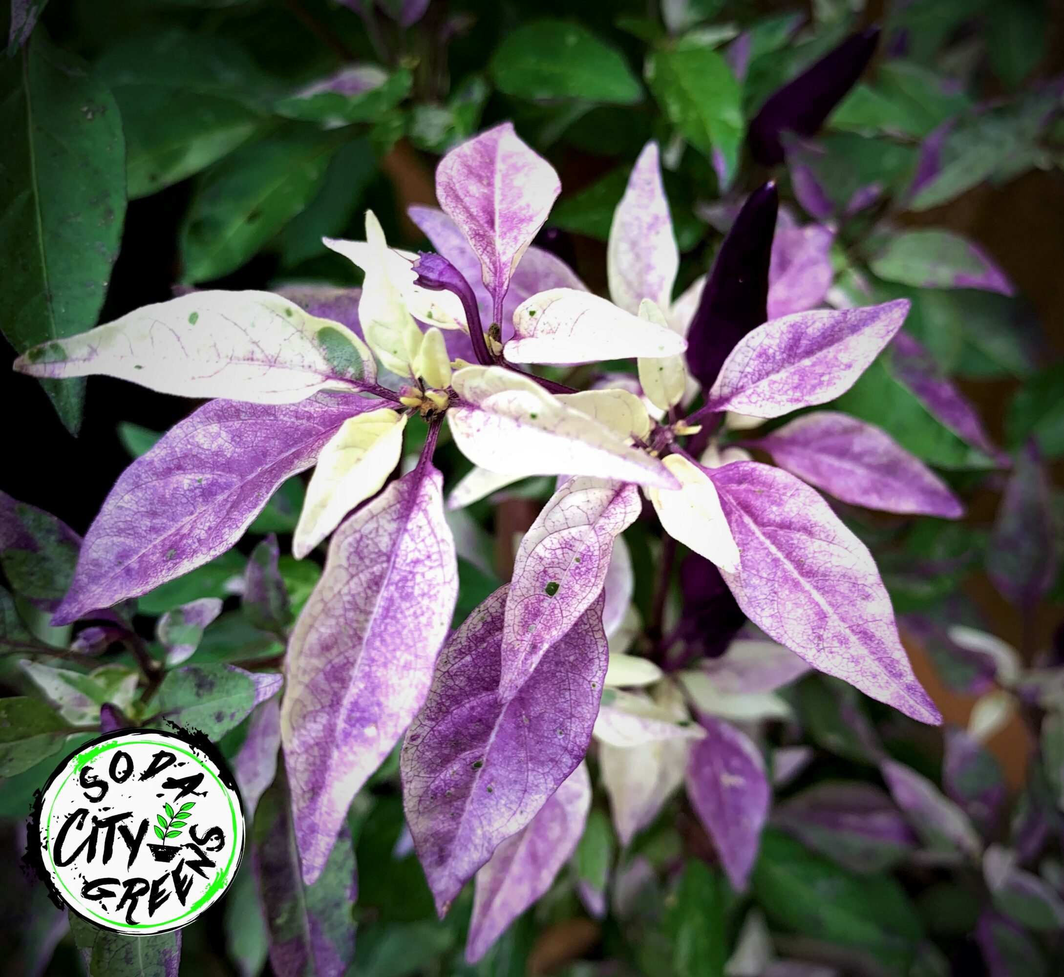 Purple and white variegated leaves on a plant with green foliage background.