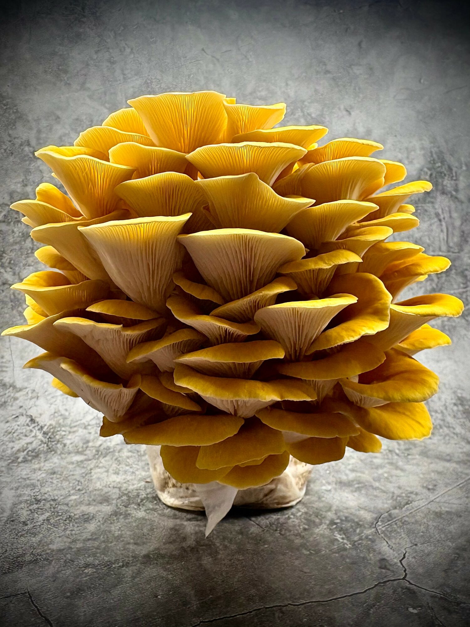 Cluster of yellow mushrooms with overlapping caps on a gray surface.