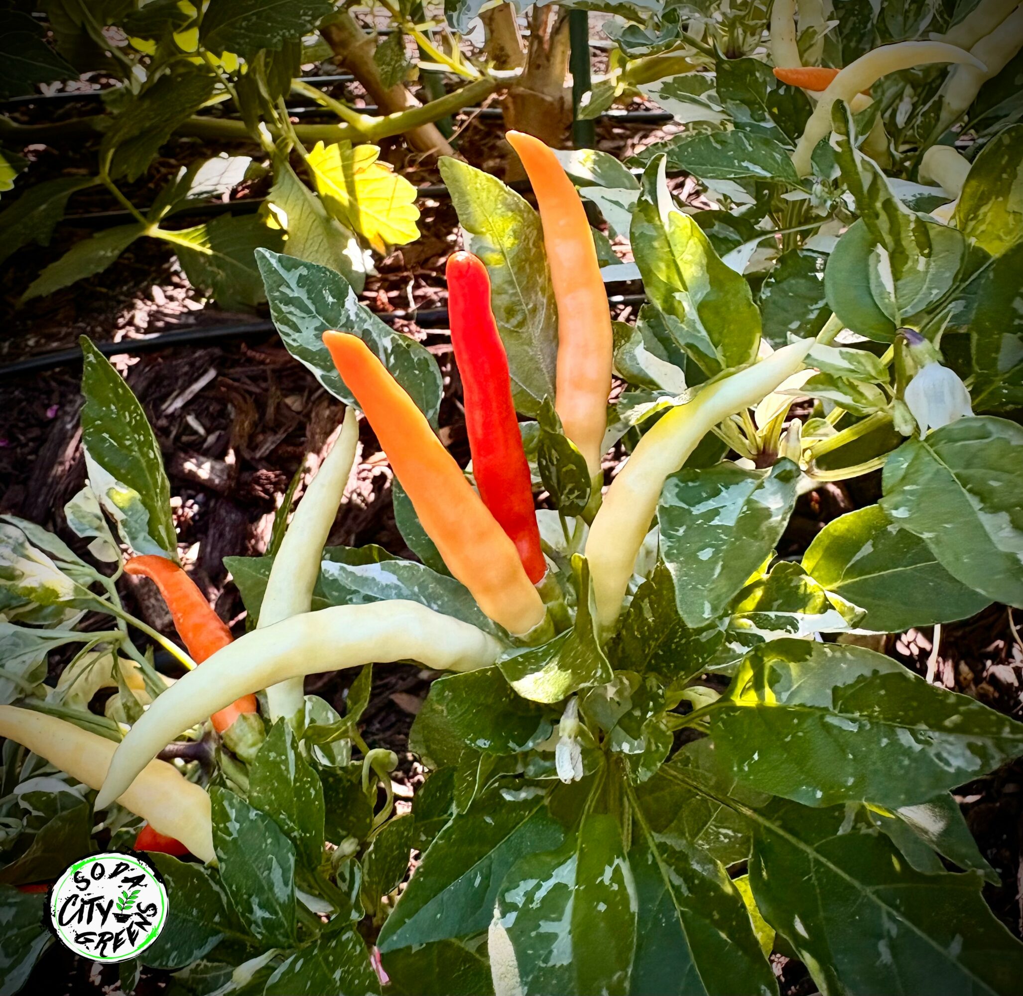 Colorful chili peppers growing among green leaves, with a mix of red, orange, and pale yellow peppers.