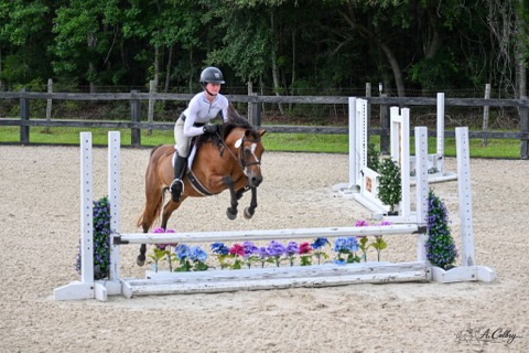 Person riding a horse over a jump in an outdoor arena, with trees in the background.