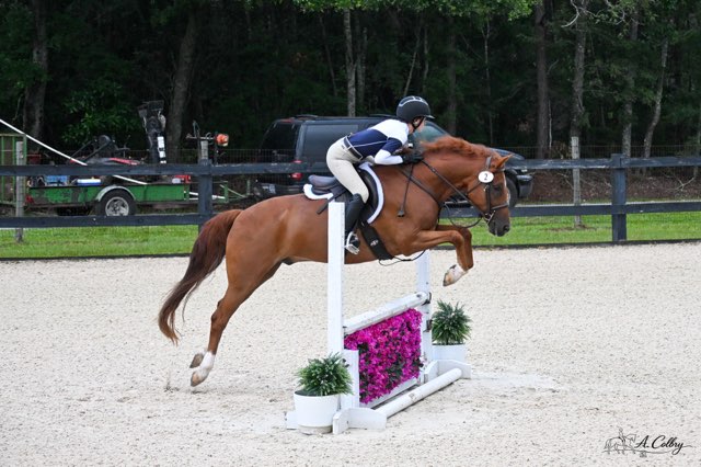 Horse and rider jumping over obstacle in an outdoor arena with trees in background.