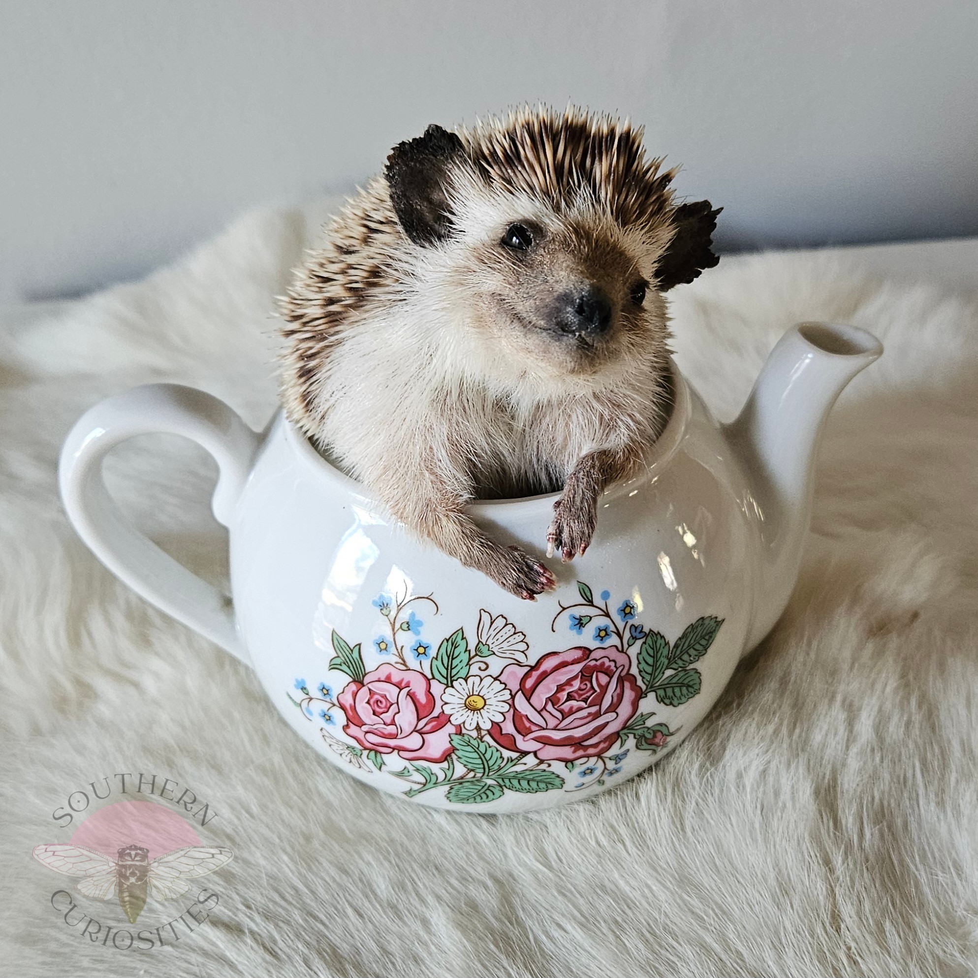 Hedgehog sitting inside a teapot with floral design, on a soft surface.