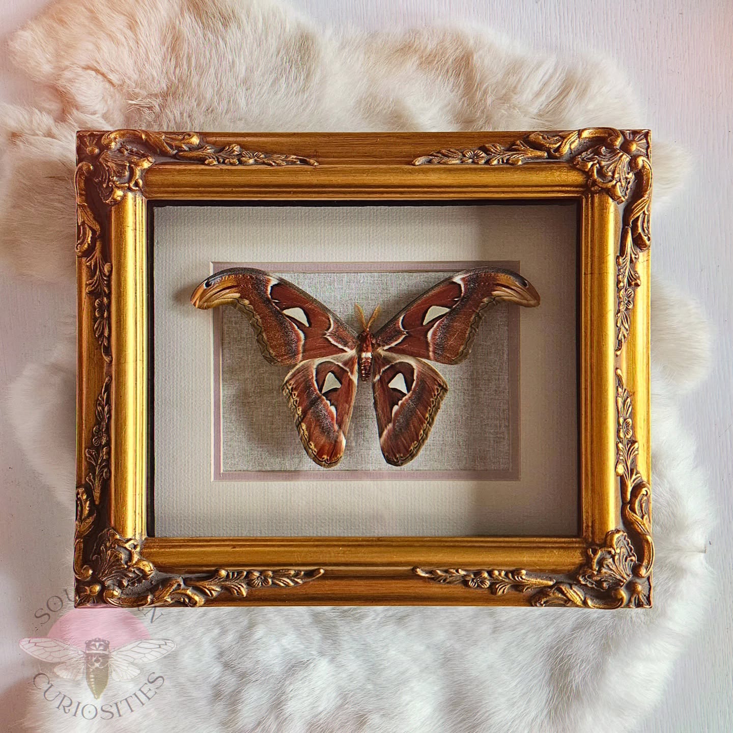 Framed butterfly specimen with ornate gold frame on soft white surface.