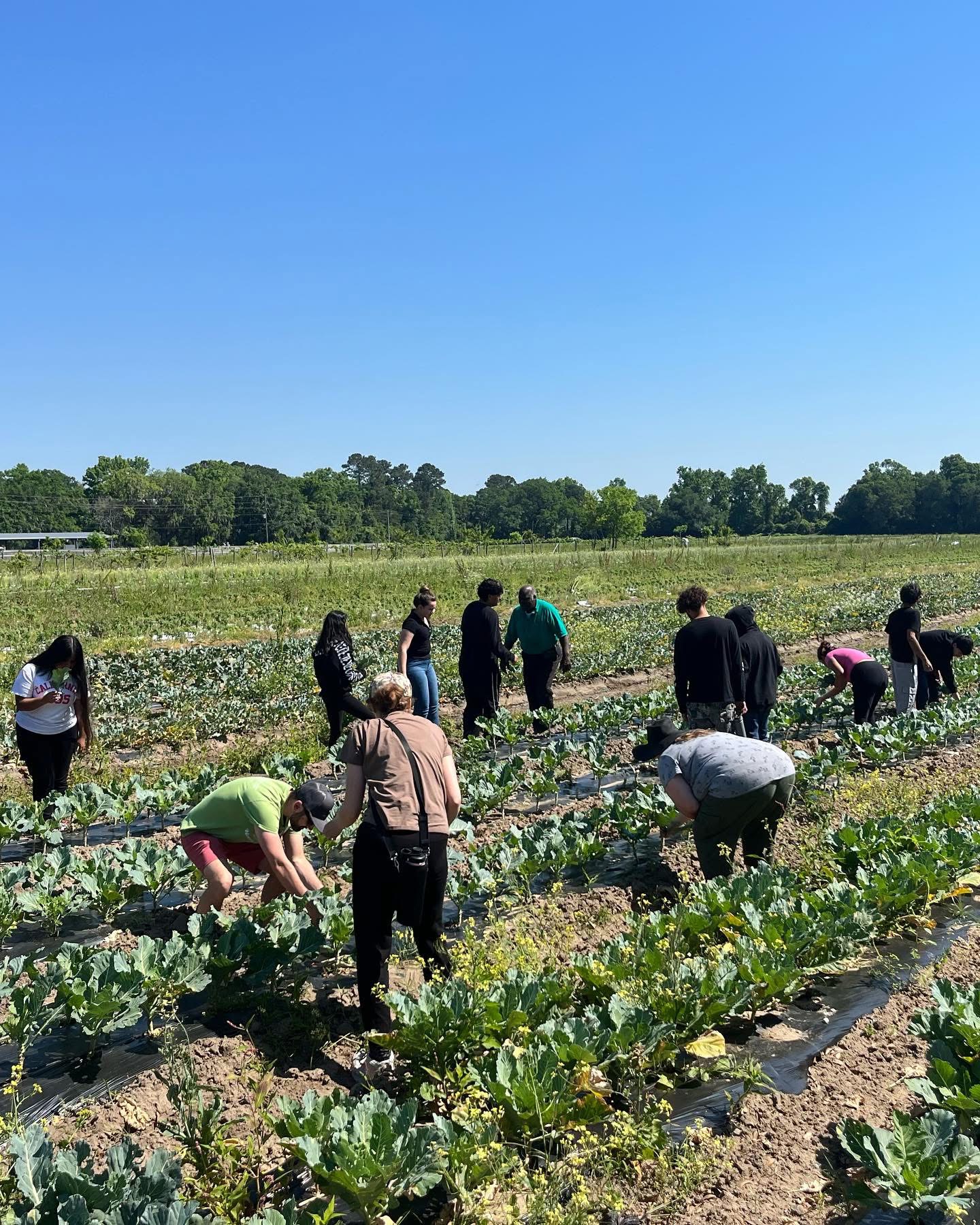 Group of people working in a field with rows of plants under a clear blue sky.